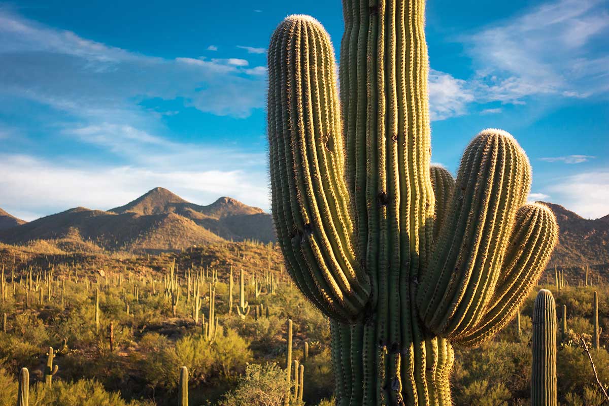 Tucson Arizona Saguaro Cactus with Mountains, a beautiful place to buy a home in Tucson, Arizona